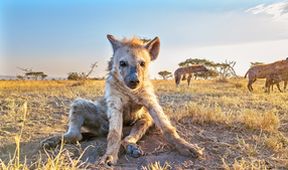 Zázračná planeta: Serengeti (1/6)