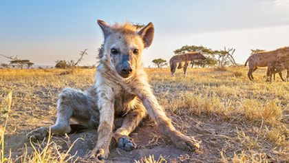 Zázračná planeta: Serengeti (1/6)