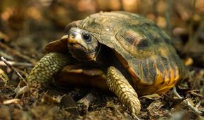 Království divočiny: Madagaskar - laboratoř Země