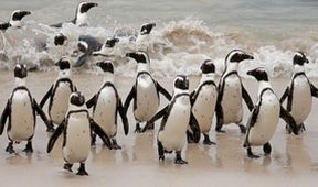Setkání s tučňáky (5)