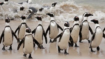 Setkání s tučňáky (5)
