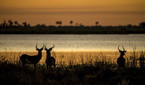Okavango - řeka snů (1/4)