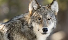 Jak vlci změnili Yellowstone