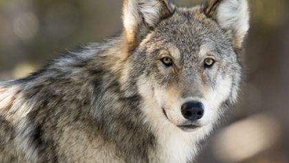 Jak vlci změnili Yellowstone