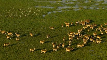 Království divočiny: Okavango