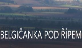 Belgičanka pod Řípem