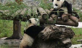Pandí mláďata