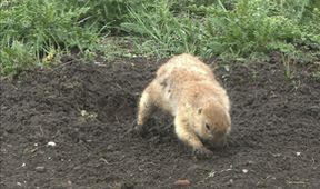 Království divočiny: Psouni prérioví