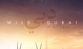 Úžasná zvířata Dubaje