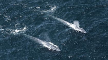 Království oceánů: Návrat do moře