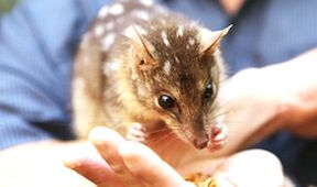 Archa Davida Attenborougha
