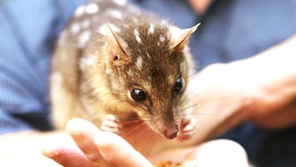 Archa Davida Attenborougha