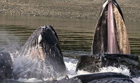 Království oceánů: Modré hlubiny