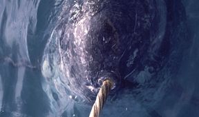 Oceánští obři: Hlasy moře