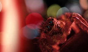 Skrytá království přírody: Městské džungle