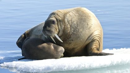 Království oceánů: Návrat do moře
