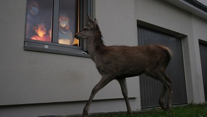 Když tu není člověk, zvířata tančí (2/2)