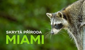 Skrytá příroda Miami