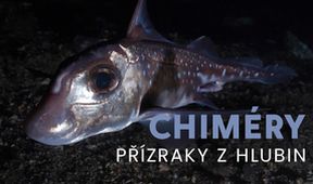 Chiméry - přízraky z hlubin, Kamera na cestách