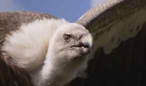 Serengeti (4)