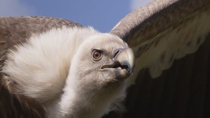 Serengeti (4)
