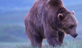 Záhada Yellowstonského parku