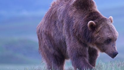 Záhada Yellowstonského parku