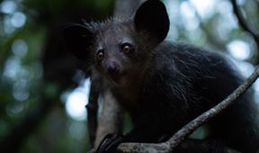 Madagaskar: Africké Galapágy