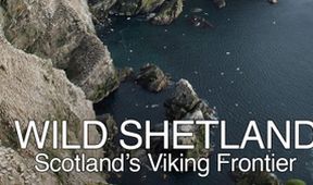 Divoké Shetlandy