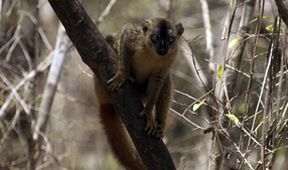 Madagaskar: Země horka a prachu