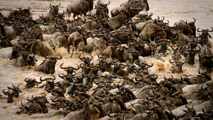 Velké šelmy Serengeti
