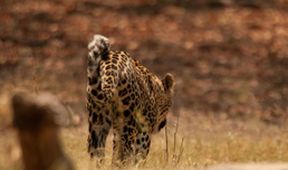 Leopards OF DEAD TREE Island
