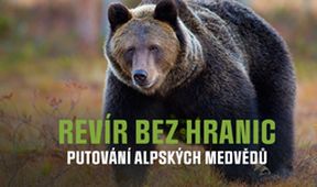 Revír bez hranic - putování alpských medvědů