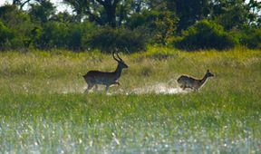 Krajiny sezonních zázraků: Okavango