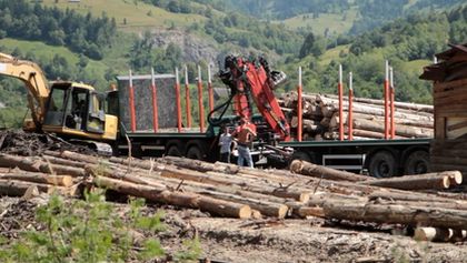 Nezákonná těžba dřeva - skandální odhalení