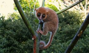 Madagaskar - les zázraků