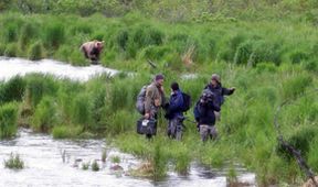Medvědi grizzly na Aljašce (2/2)