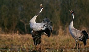 Biebrza: Evropská Amazonie
