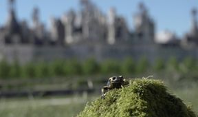 Mloci - vzor adaptability v přírodě