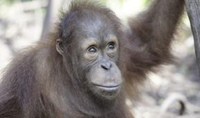 Orangutaní škola v džungli (2)