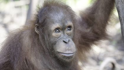 Orangutaní škola v džungli (2)