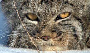 Království divočiny: Manul, Mongolsko