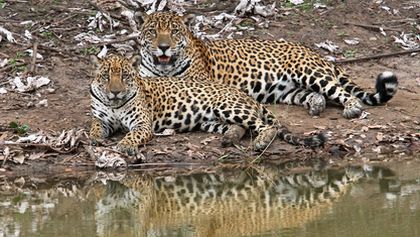 Jaguáři - neohrožené šelmy v ohrožení