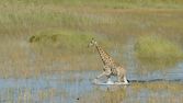 Krajiny sezonních zázraků: Okavango