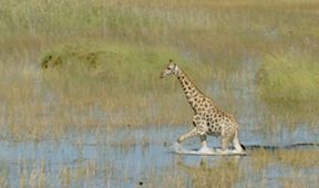 Krajiny sezonních zázraků: Okavango