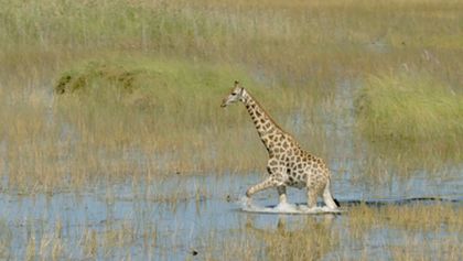 Krajiny sezonních zázraků: Okavango