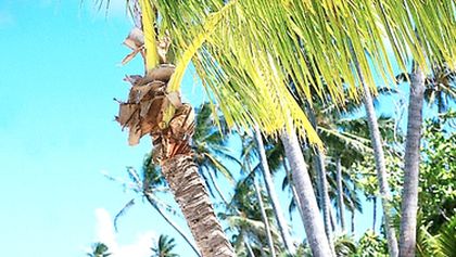 Loď snů: Tahiti