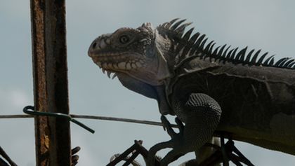 Kamera na cestách: Malé Antily, tepající srdce