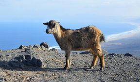 Na cestě po ostrově Fuerteventura