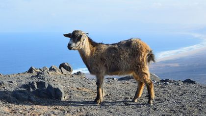 Na cestě po ostrově Fuerteventura